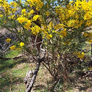 Acacia cultriformis at Watson, ACT - 23 Sep 2024 11:30 AM