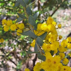 Acacia cultriformis at Watson, ACT - 23 Sep 2024 11:30 AM