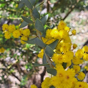 Acacia cultriformis at Watson, ACT - 23 Sep 2024 11:30 AM