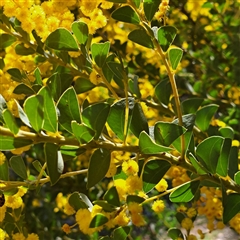 Acacia cultriformis at Watson, ACT - 23 Sep 2024 11:30 AM