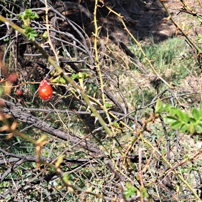 Rosa rubiginosa (Sweet Briar, Eglantine) at Watson, ACT - 23 Sep 2024 by abread111