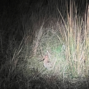 Gallinago hardwickii at Throsby, ACT - 23 Sep 2024