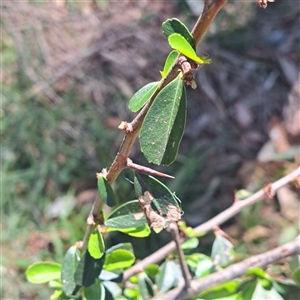 Pyracantha fortuneana at Watson, ACT - 23 Sep 2024