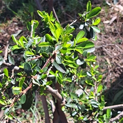 Pyracantha fortuneana at Watson, ACT - 23 Sep 2024