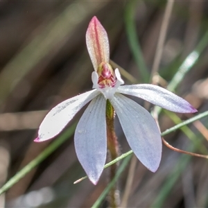 Caladenia fuscata at Yarralumla, ACT - suppressed