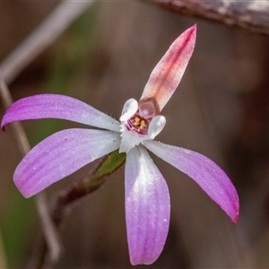 Caladenia fuscata at Yarralumla, ACT - suppressed