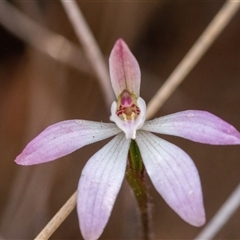 Caladenia fuscata at Yarralumla, ACT - suppressed