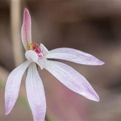 Caladenia fuscata at Yarralumla, ACT - suppressed