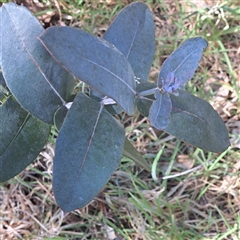 Eucalyptus bicostata (Southern Blue Gum, Eurabbie) at Watson, ACT - 23 Sep 2024 by abread111