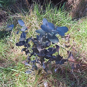 Eucalyptus globulus subsp. bicostata at Watson, ACT - 23 Sep 2024