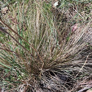 Nassella trichotoma at Watson, ACT - 23 Sep 2024