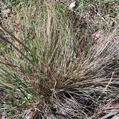 Nassella trichotoma (Serrated Tussock) at Watson, ACT - 23 Sep 2024 by abread111