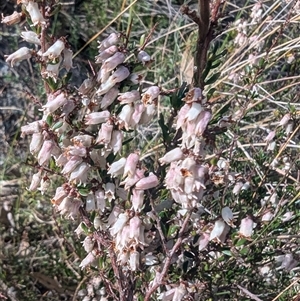 Lissanthe strigosa subsp. subulata at Kambah, ACT - 23 Sep 2024