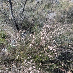 Lissanthe strigosa subsp. subulata at Kambah, ACT - 23 Sep 2024