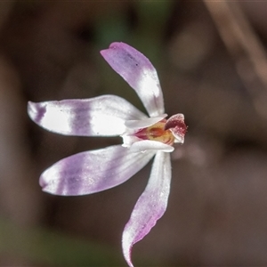 Caladenia fuscata at Yarralumla, ACT - 23 Sep 2024