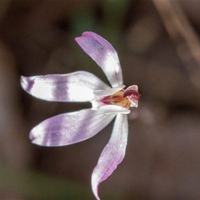 Caladenia fuscata (Dusky Fingers) at Yarralumla, ACT - 23 Sep 2024 by Cmperman