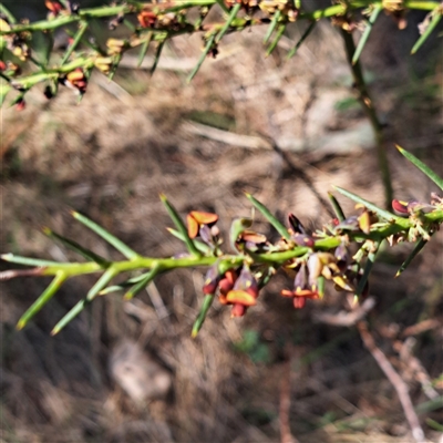 Daviesia genistifolia (Broom Bitter Pea) at Watson, ACT - 23 Sep 2024 by abread111