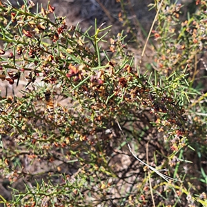 Daviesia genistifolia at Watson, ACT - 23 Sep 2024 12:06 PM