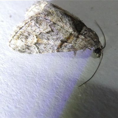 Phrissogonus laticostata (Apple looper moth) at Belconnen, ACT - 23 Sep 2024 by JohnGiacon
