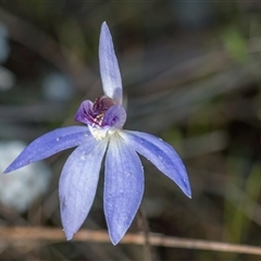 Cyanicula caerulea (Blue Fingers, Blue Fairies) at Yarralumla, ACT - 23 Sep 2024 by Cmperman