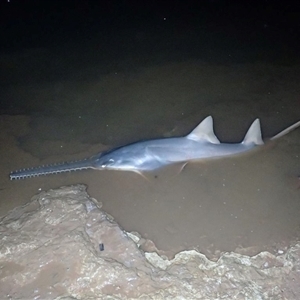 Pristis pristis (Freshwater Sawfish) at Meda, WA by MichaelBedingfield