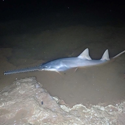 Pristis pristis (Freshwater Sawfish) by MichaelBedingfield