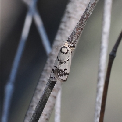 Compsotropha selenias (A Concealer moth (Wingia group)) at Oaks Estate, ACT - 23 Sep 2024 by RAllen
