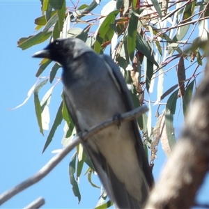 Coracina novaehollandiae at Acton, ACT - 23 Sep 2024