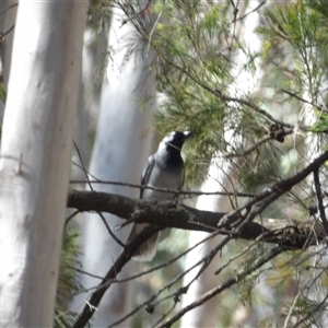 Coracina novaehollandiae at Acton, ACT - 23 Sep 2024