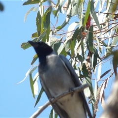 Coracina novaehollandiae at Acton, ACT - 23 Sep 2024