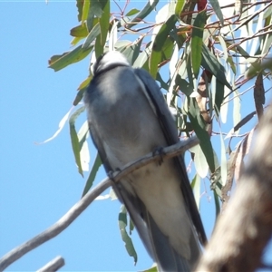 Coracina novaehollandiae at Acton, ACT - 23 Sep 2024