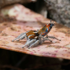 Maratus calcitrans at Forde, ACT - 23 Sep 2024