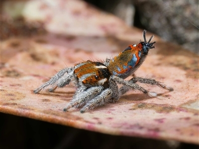 Maratus calcitrans (Kicking peacock spider) at Forde, ACT - 23 Sep 2024 by DPRees125