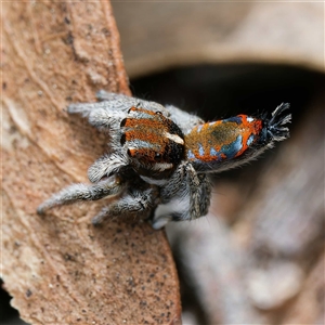 Maratus calcitrans at Forde, ACT - 23 Sep 2024