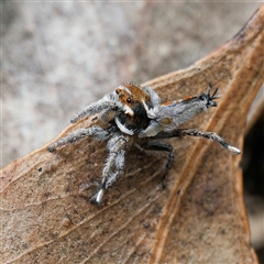 Maratus calcitrans at Forde, ACT - suppressed