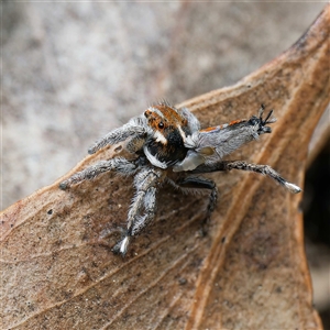 Maratus calcitrans at Forde, ACT - 23 Sep 2024