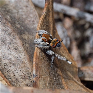 Maratus calcitrans at Forde, ACT - suppressed