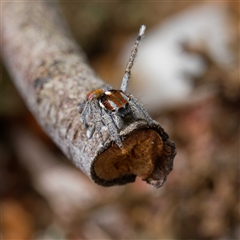 Maratus calcitrans at Forde, ACT - suppressed