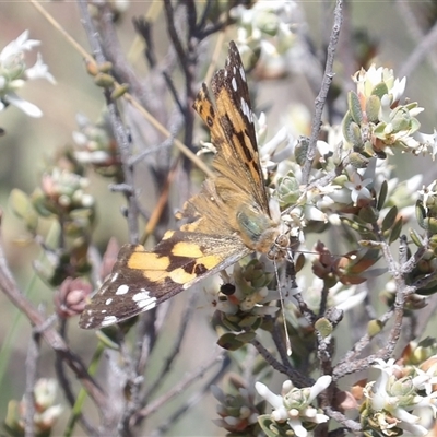 Vanessa kershawi (Australian Painted Lady) at Yarralumla, ACT - 23 Sep 2024 by MatthewFrawley