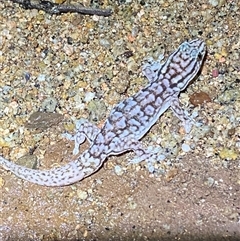 Gehyra versicolor (Eastern Tree Dtella) at Tibooburra, NSW - 29 Jun 2024 by Tapirlord