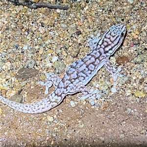 Gehyra versicolor at Tibooburra, NSW - 29 Jun 2024 08:28 PM