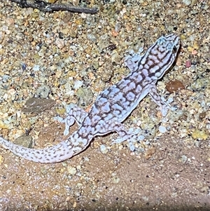 Gehyra versicolor at Tibooburra, NSW - 29 Jun 2024 08:28 PM