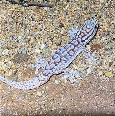 Gehyra versicolor (Eastern Tree Dtella) at Tibooburra, NSW - 29 Jun 2024 by Tapirlord