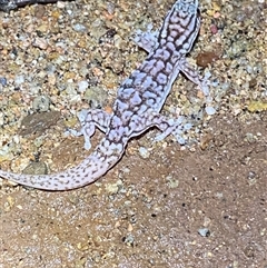 Gehyra versicolor at Tibooburra, NSW - 29 Jun 2024 08:28 PM