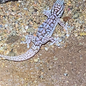 Gehyra versicolor at Tibooburra, NSW - 29 Jun 2024