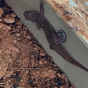 Gehyra versicolor at Tibooburra, NSW - 29 Jun 2024