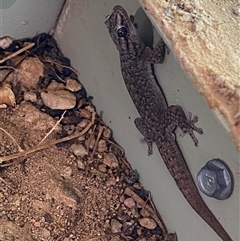 Gehyra versicolor at Tibooburra, NSW - 29 Jun 2024