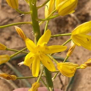 Bulbine bulbosa at Tibooburra, NSW - 29 Jun 2024