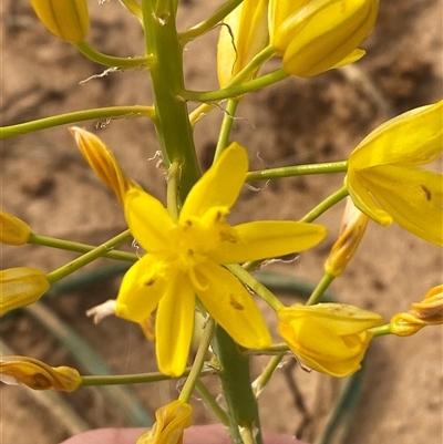 Bulbine semibarbata at Tibooburra, NSW - 29 Jun 2024 by Tapirlord