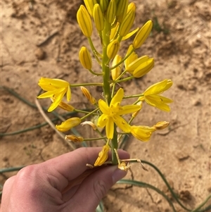 Bulbine bulbosa at Tibooburra, NSW - 29 Jun 2024